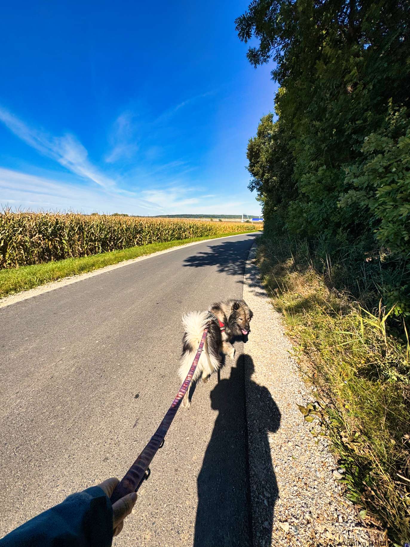 Kurzer Spaziergang mit Q